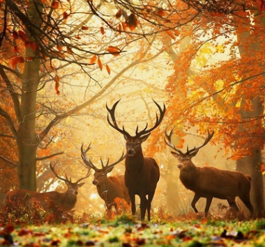 Nature animaux alimentation manger de la viande est-ce compatible avec la spiritualité