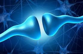 Neurosciences : Thérapies Naturelles Tanagra