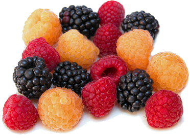 Bilan neurosciences pour les besoins en alimentation